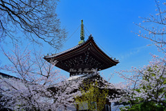 桜と多宝塔