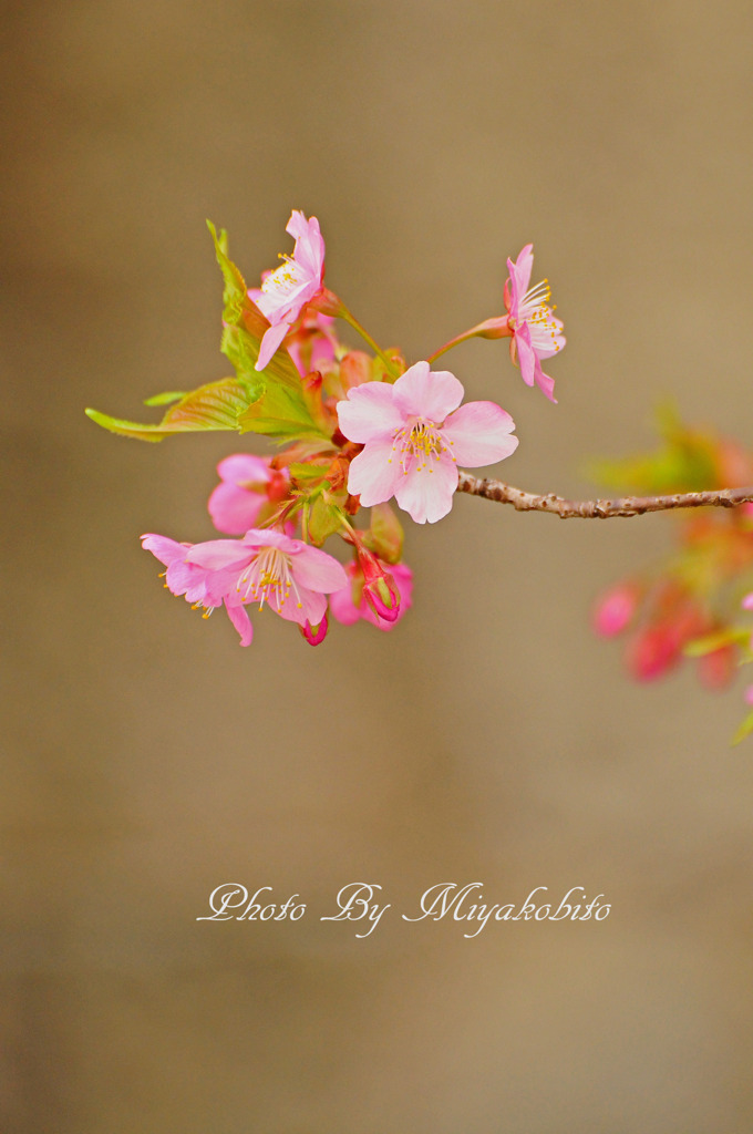 河津桜