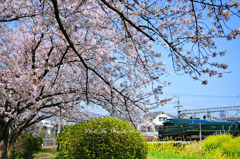 桜と瑞風と菜の花