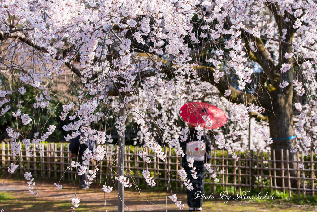 糸桜