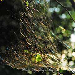 虹色の蜘蛛の網
