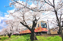 桜のトンネル２