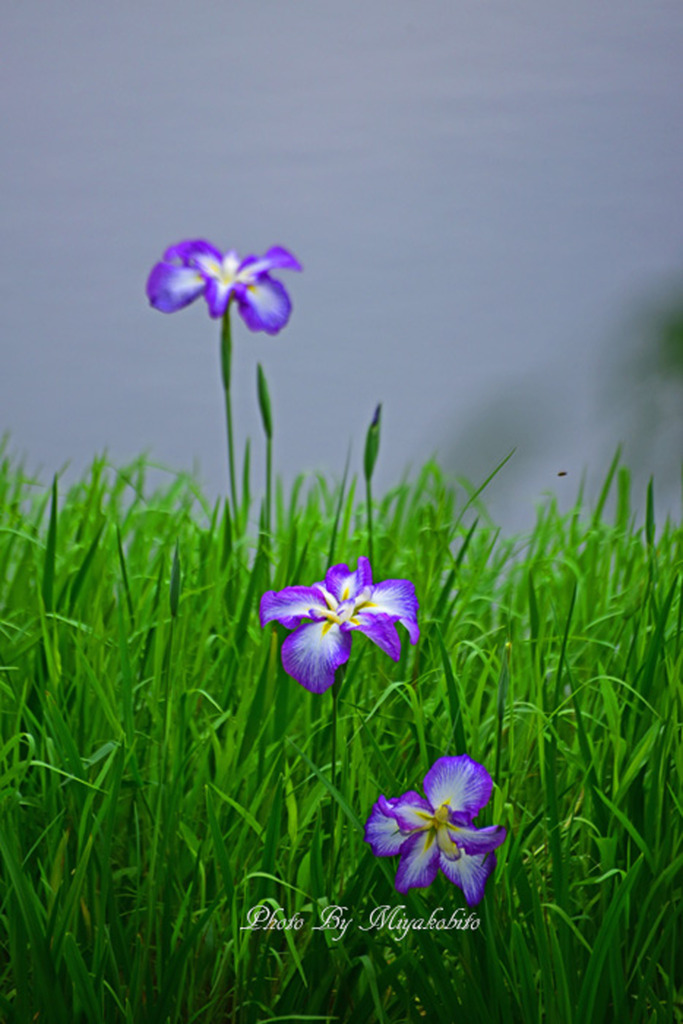 花菖蒲　２