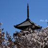 五重塔と桜