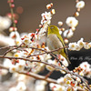 吸蜜中