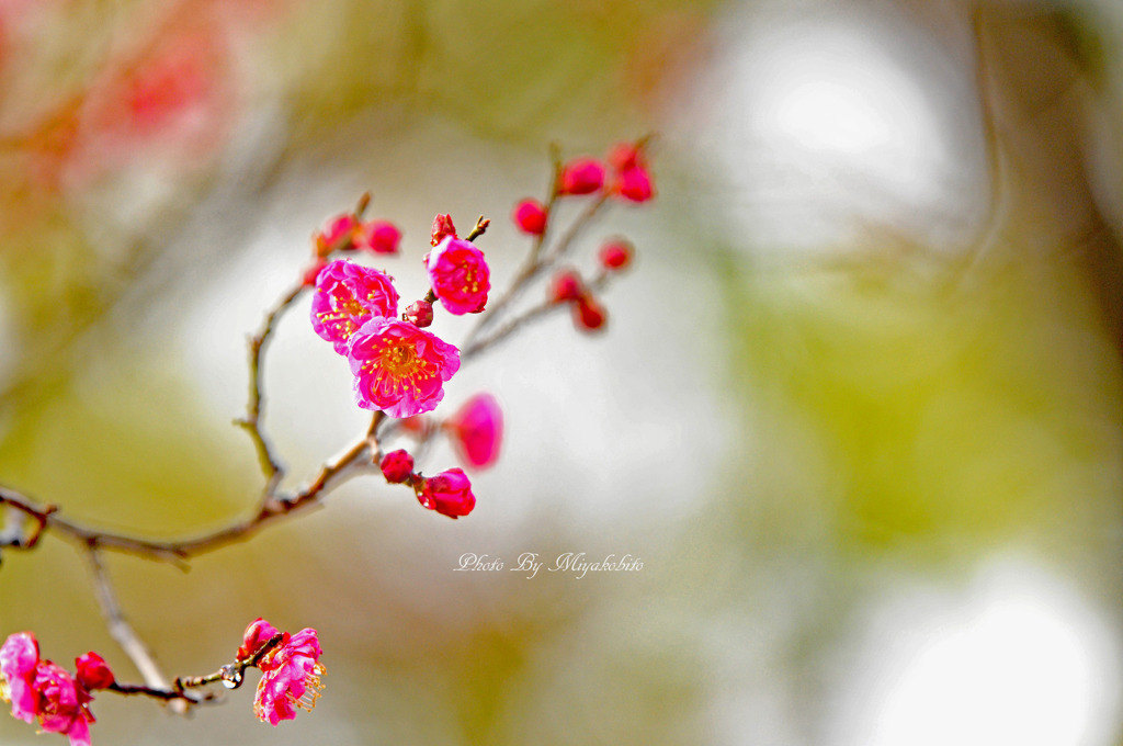 紅梅