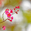 紅梅