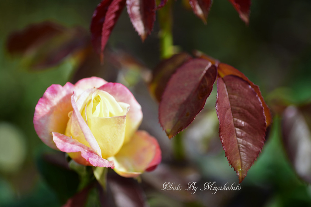 秋薔薇