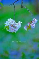 千貫桜