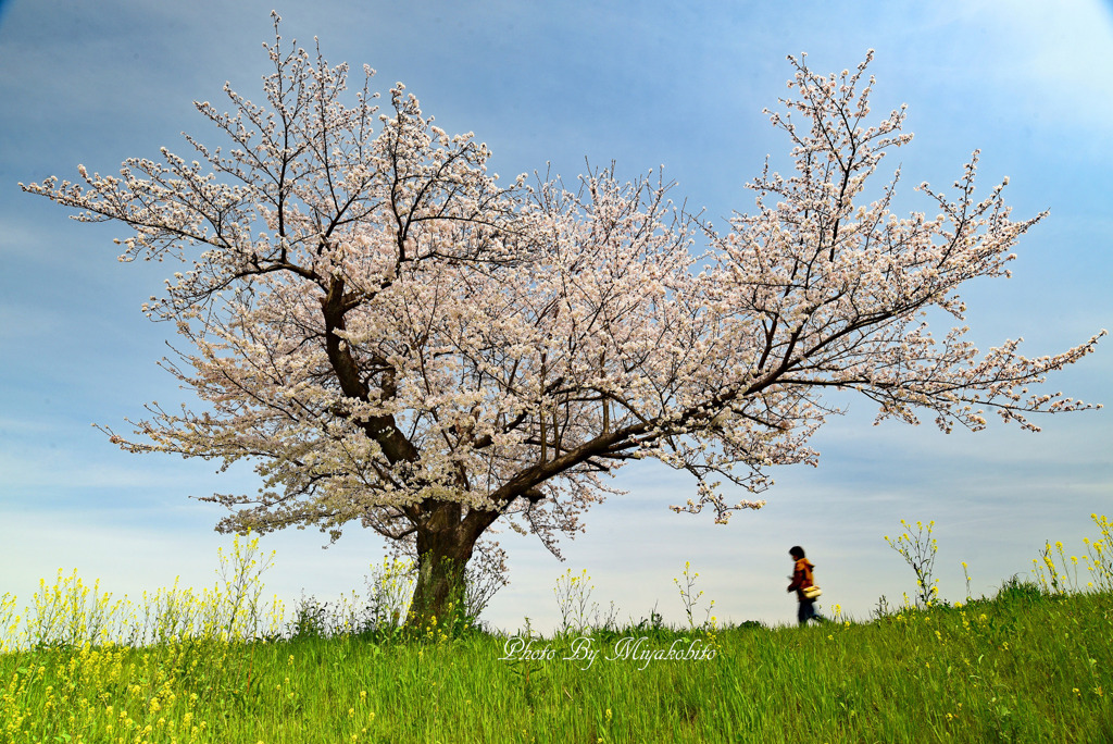 一本桜