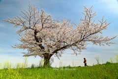 一本桜