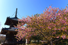 河津桜と多宝塔