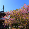 河津桜と多宝塔