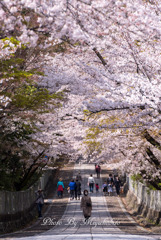 桜坂