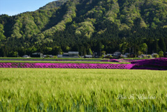 芝桜と麦畑