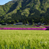 芝桜と麦畑
