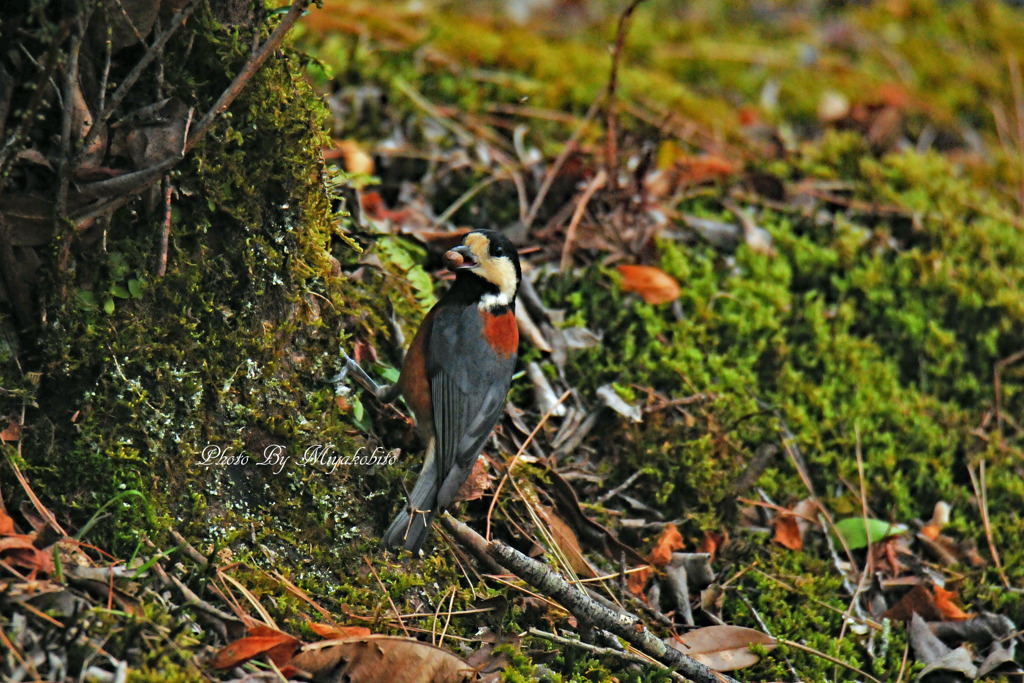 御馳走ＧＥＴ！