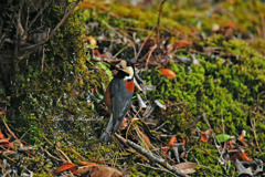 御馳走ＧＥＴ！