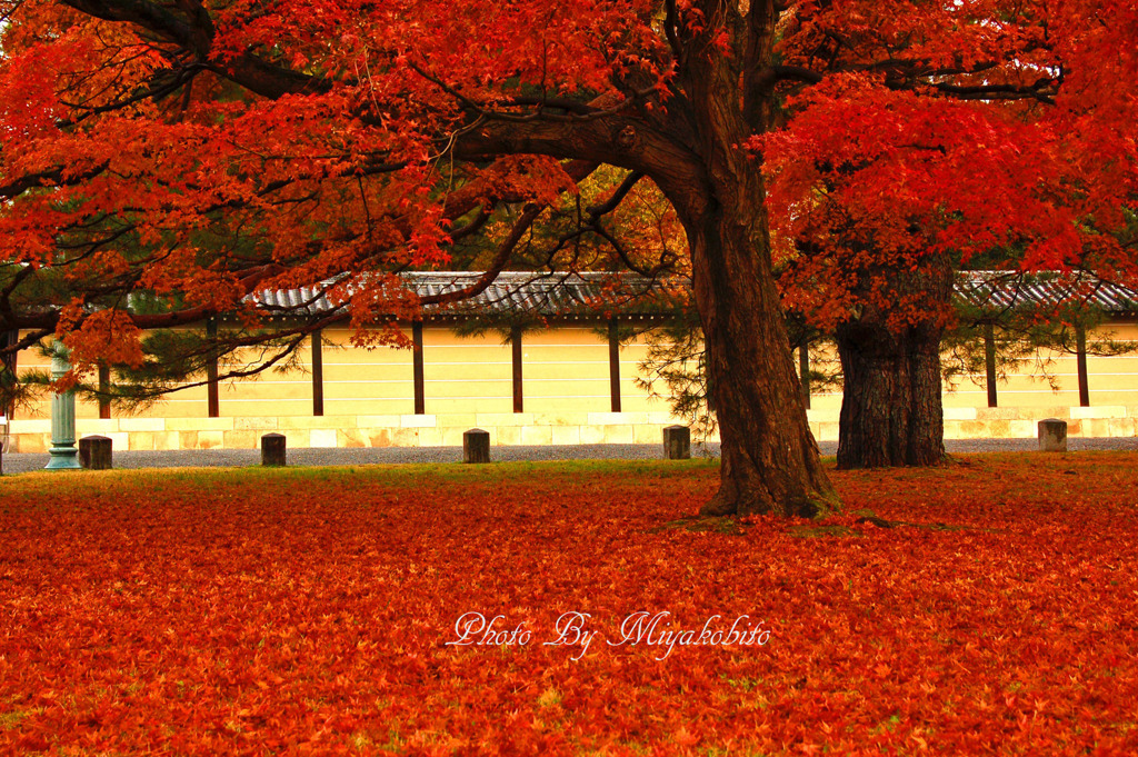 紅葉の絨毯