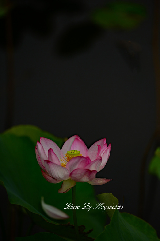 蓮