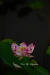 蓮