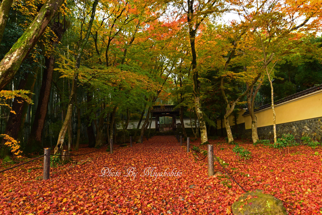 散紅葉の参道