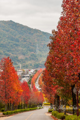 紅葉の並木道