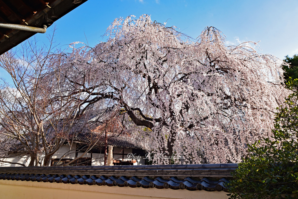 枝垂桜満開です。