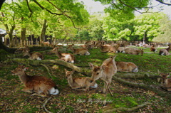 木陰で一休み