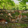 木陰で一休み