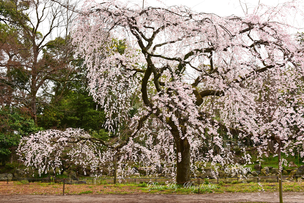 糸桜