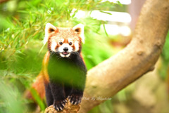 レッサーパンダ