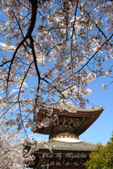桜と多宝塔