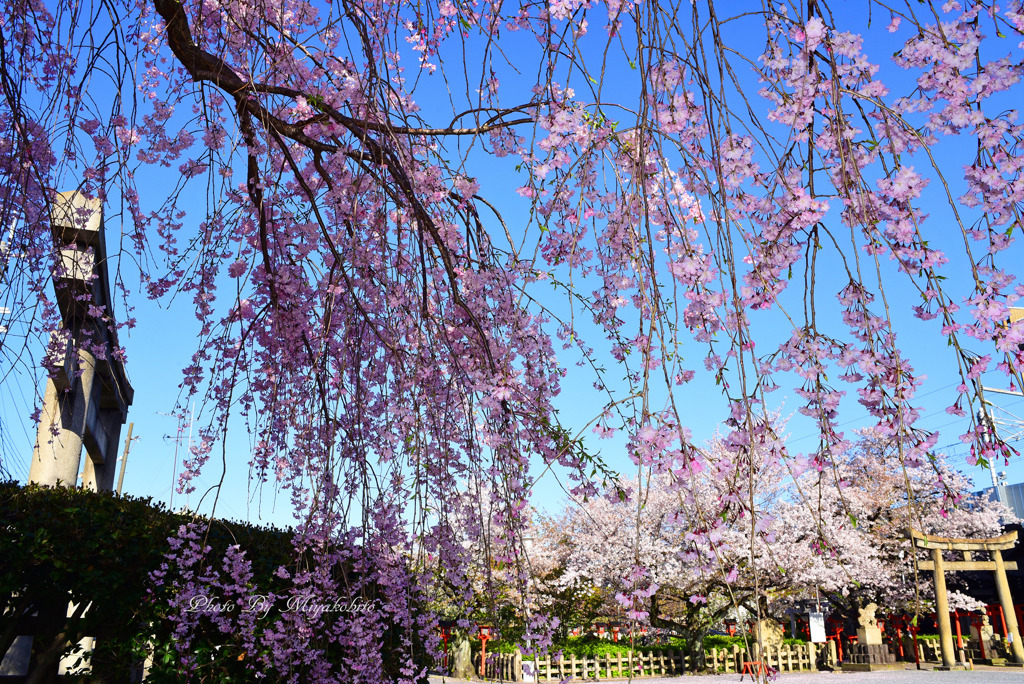 枝垂れ桜のカーテン