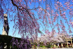 枝垂れ桜のカーテン