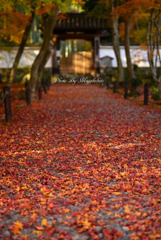 散紅葉の参道
