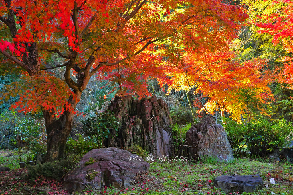 庭紅葉　４