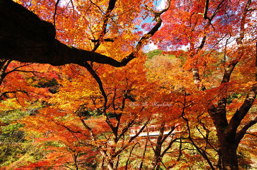 紅葉の中を行くきらら