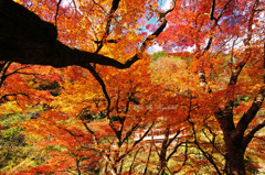 紅葉の中を行くきらら