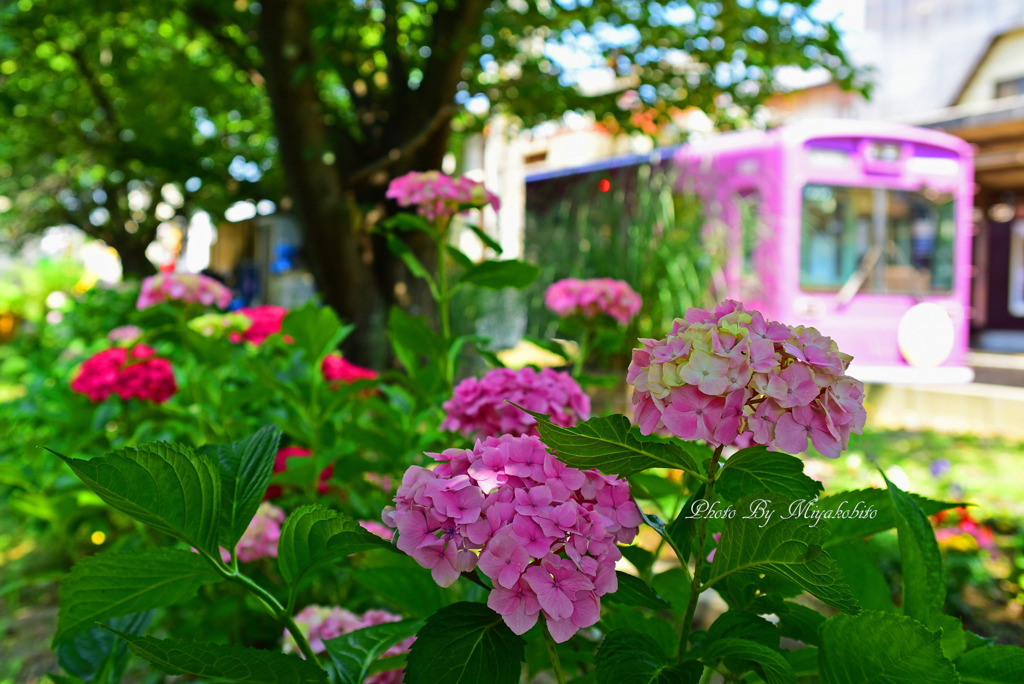 紫陽花と嵐電