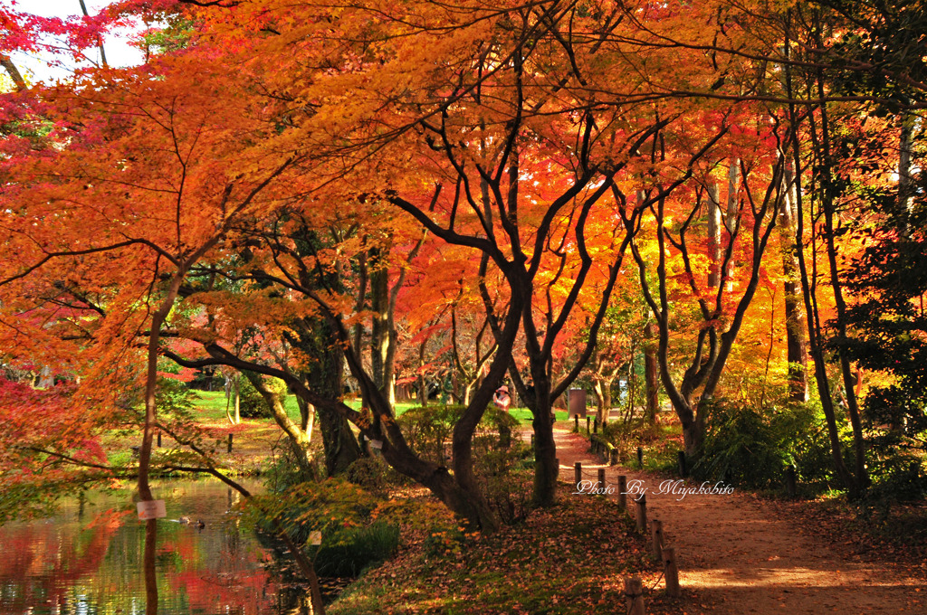 紅葉狩り２