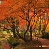 紅葉狩り２