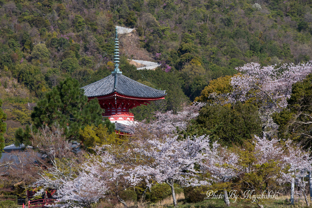 桜と多宝塔２