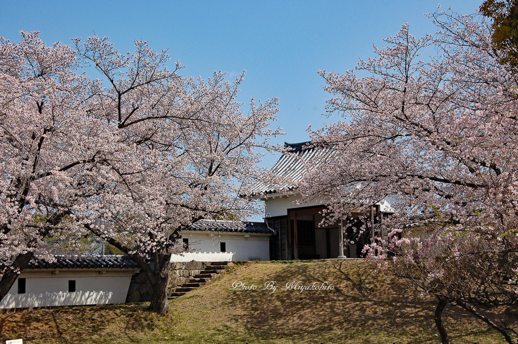 お城と桜