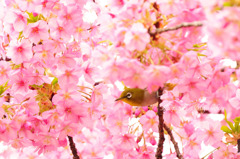 桜ジロー