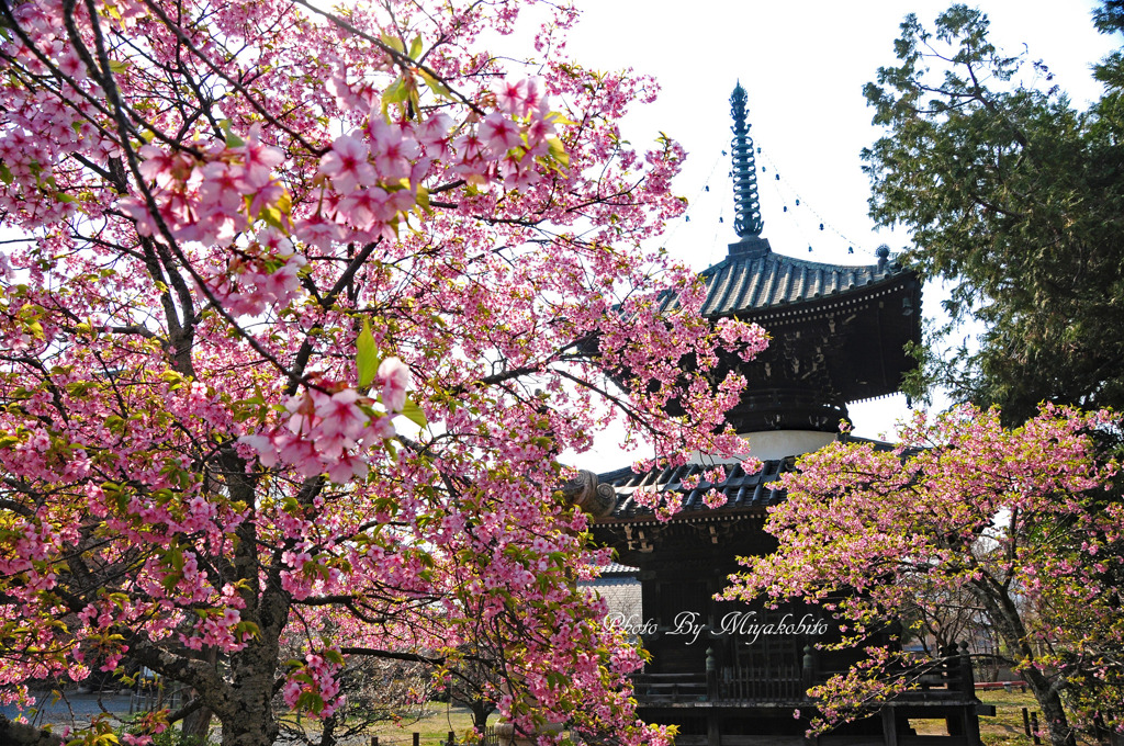 河津桜見頃です。２