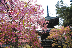 河津桜見頃です。２