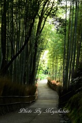 竹の道