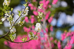 花桃