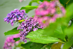 おたふく紫陽花